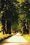 Pathway through Rows of Trees Hellbrunner Allee Salzburg, Austria