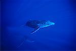 Underwater View of Humpback Whales Pacific Ocean