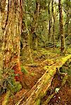 Moss Covered Trees in Rainforest World Heritage Area, Gordon River Strahan, Tasmania, Australia