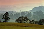 Vue d'ensemble du paysage avec des arbres et de brume au coucher du soleil Pipers Brook, Tasmania, Australie