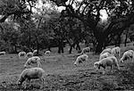 Moutons paissant dans les champs, Portugal