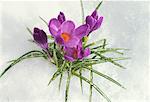 Crocuses in Fresh Spring Snow