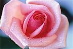 Close-Up of Pink Rose with Water Drops