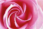Close-Up of Pink Rose