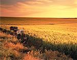 Boîtes aux lettres dans le champ de blé au coucher du soleil