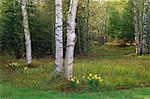 Narzissen in der Nähe von Baum, New Brunswick, Kanada