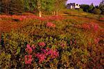 Rhododendron sauvage au champ New Brunswick, Canada