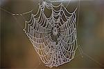 Nahaufnahme von Spinnennetz und Wasser Tropfen New South Wales, Australien
