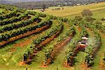 Vineyard near Pokolbin Estate New South Wales, Australia