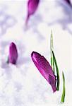 Close-Up of Crocus Buds in Spring Snow