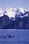 Orque à la Surface de l'eau, Fjord de Kenai, Alaska, Etats-Unis