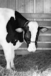 Portrait of Cow in Barn