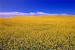 Canola Field and Sky Saskatchewan, Canada