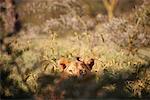 Lion in Field of Tall Grass, Lake Nakuru National Park, Kenya, Africa