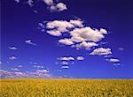 Champ de canola et Sky Crossfield, Alberta, Canada