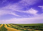 Crop Used for Silage Airdrie, Alberta, Canada