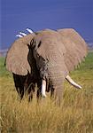 African Elephant and Egrets Amboseli National Park Kenya, Africa