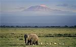 African Elephant and Egrets in Field, Amboseli National Park Kenya, Africa