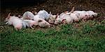 Pigs Sleeping, Centre Island, Toronto, Ontario, Canada