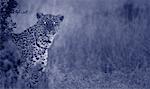 Portrait of Leopard at Night, Maasai Mara Game Reserve, Kenya, Africa