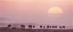 Gnous migrant au coucher du soleil Parc National d'Amboseli au Kenya, Afrique