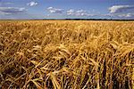 Wheat Field and Sky Minnesota, USA