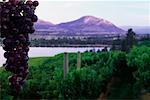 Grape Vine and Vineyard Okanagan Valley British Columbia, Canada