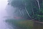 Kanus auf See in der Nähe von Bäumen mit Nebel, Otter Lake, Haliburton, Ontario, Kanada