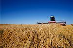 Barley Harvest