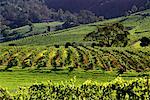 Overview of Vineyards, The Hunter Region, New South Wales Australia