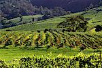 Vue d'ensemble des vignobles, la région de Hunter, Nouvelle Galles du Sud Australie