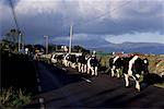 Herde Kühe auf Road, Irland