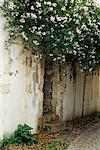 Blühender Baum in der Nähe von Doorway St. Martin, Ile de Re, Frankreich