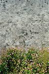 Blumen Sie, Büschen und Wall St. Martin, Ile de Re, Frankreich