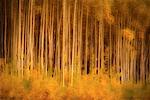 Espe Bäume im Herbst Yukon Territory, Kanada