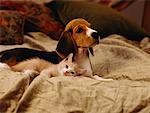 Beagle chiot couché sur la couverture avec le chaton