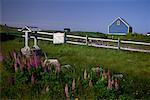 Lupins in Field near Fence St.-Pierre and Miquelon French Territory