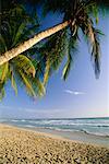 Vue des palmiers, plage et l'océan, l'île Margarita Venezuela