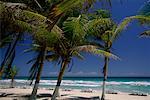Palmiers et chaises longues avec parasols sur la plage de l'île Margarita (Venezuela)