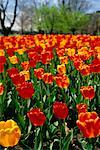 Tulip Field and Trees Ottawa, Ontario, Canada