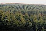 Vue d'ensemble du reboisement épinette Barrie, Ontario, Canada