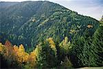 Vue d'ensemble des arbres à l'automne, St. Pieter, Italie