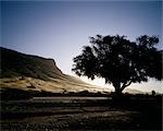 Silhouette of Tree at Sunset, Damaraland, Namibia