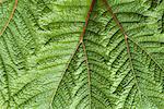 Close-Up of Leaves