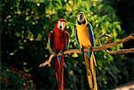 Portrait of Parrots Perched on Branch