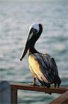 Pelikan auf Geländer in der Nähe von Wasser-Florida, USA