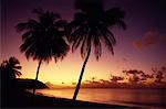 Silhouette de palmiers sur la plage au coucher du soleil French West Indies