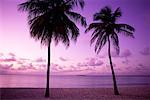 Palmiers sur la plage au coucher du soleil French West Indies