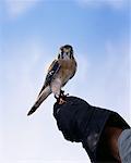 Portrait of Kestrel Falcon Perched on Trainer's Glove