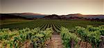 Overview of Vineyard at Sunset Napa Valley, California, USA